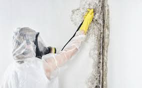 Trusted Marshall, IL Mold Removal & Remediation Experts